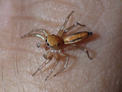 Cosmophasis lami