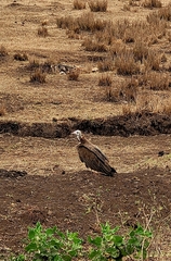 Necrosyrtes monachus