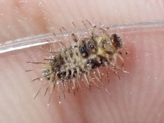 Chilocorus nigritus