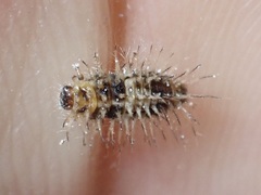 Chilocorus nigritus