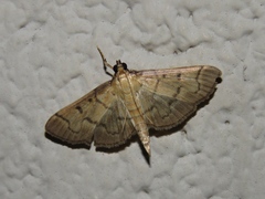 Herpetogramma theseusalis
