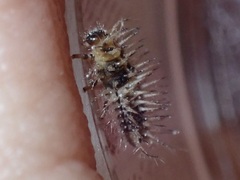 Chilocorus nigritus