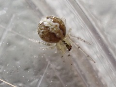 Theridion melanostictum