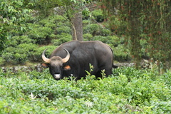 Bos gaurus