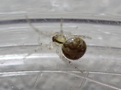 Theridion melanostictum