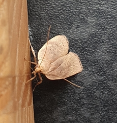 Phaeosaces coarctatella