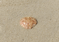 Thalamitinae