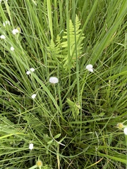 Cyperus ascocapensis