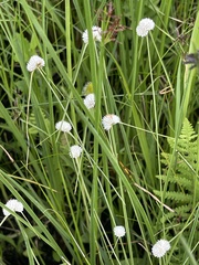 Cyperus ascocapensis