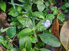 Bonnaya ruelloides