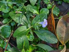 Bonnaya ruelloides