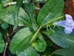Bonnaya ruelloides