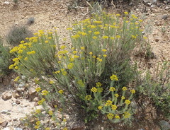 Athanasia vestita