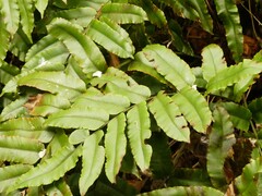 Blechnum procerum