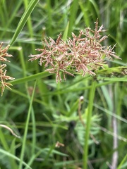 Cyperus denudatus