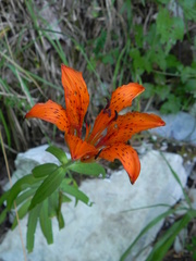 Lilium bulbiferum