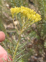 Athanasia vestita