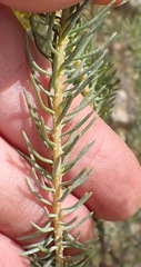 Athanasia vestita