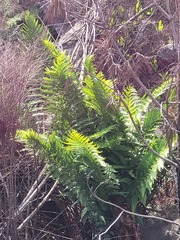 Blechnum capense