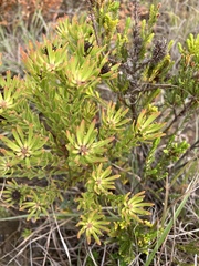 Leucadendron modestum