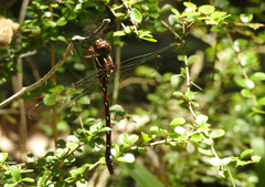 Austroaeschna pulchra