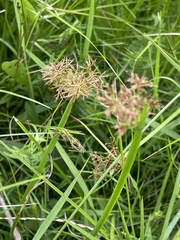 Cyperus denudatus