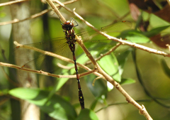 Austroaeschna pulchra