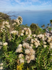 Leucospermum bolusii