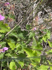 Pelargonium cordifolium
