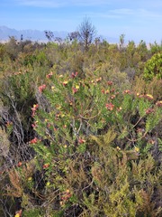 Leucospermum oleifolium