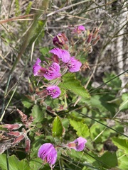 Pelargonium cordifolium