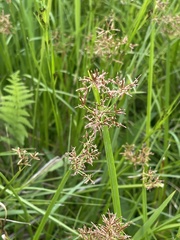 Cyperus denudatus