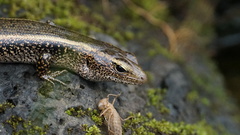 Concinnia brachysoma