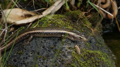 Concinnia brachysoma