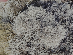 Thamnolia vermicularis