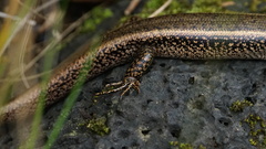 Concinnia brachysoma