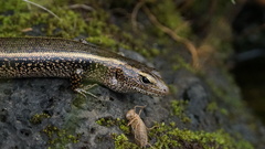 Concinnia brachysoma