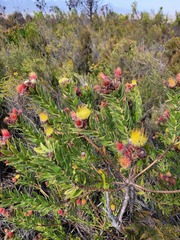Leucospermum oleifolium