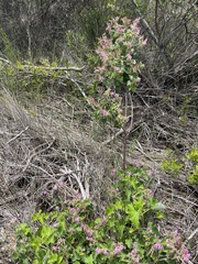 Pelargonium cordifolium