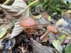 Cortinarius cinnamomeus