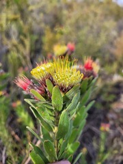 Leucospermum oleifolium