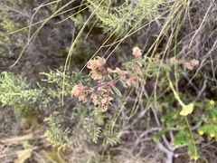 Hermannia hyssopifolia