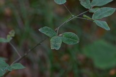 Laburnum anagyroides