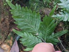 Pteris grevilleana