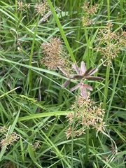 Cyperus mundii