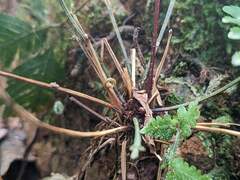 Pteris grevilleana