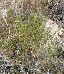 Amphithalea vlokii