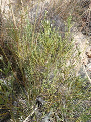 Amphithalea vlokii