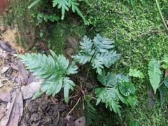 Pteris grevilleana