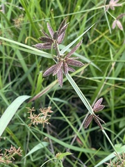 Cyperus mundii